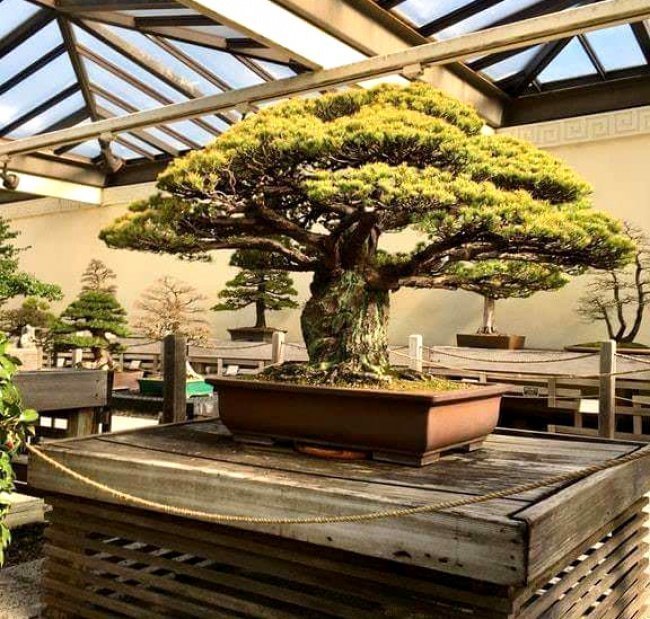 400-летнее дерево бонсай, пережившее бомбардировку Хиросимы