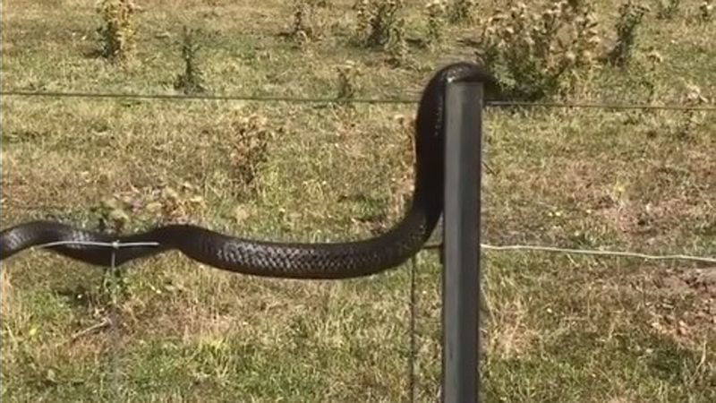 Необычное поведение змеи удивило соцсети