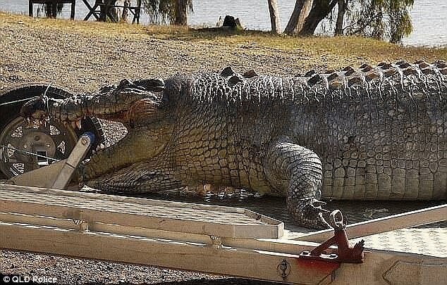 Специалисты определили возраст убитого крокодила: рептилии, по всей вероятности, было 80-100 лет