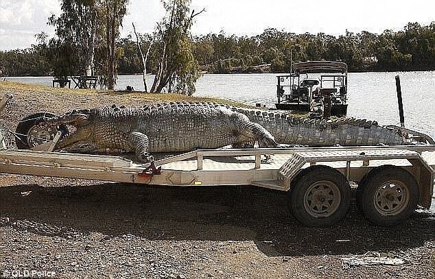 Гигантского крокодила длиной 5,26 м, изрешеченного пулями, нашли в сентябре прошлого года на реке Фицрой недалеко от Рокгемптона (Австралия)