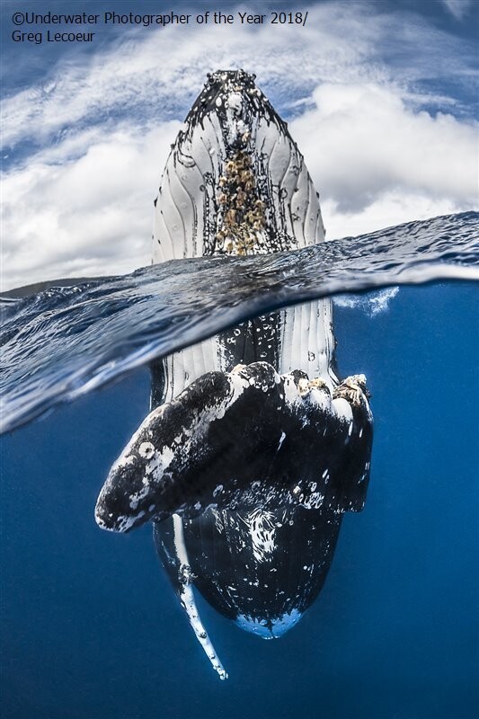"Прыжок горбатого кита", Грег Лекур (Франция). Победитель в категории "Широкий угол"