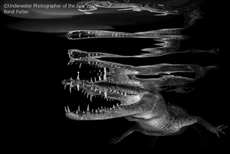"Отражения крокодила", Борат Фурлан (Словения). Победитель в категории "Черно-белое"