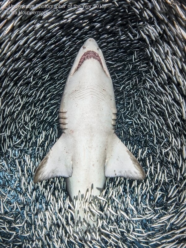 Песчаная тигровая акула в окружении мелкой рыбы, Таня Хоупперманс (США). Победитель в категории "Портрет"