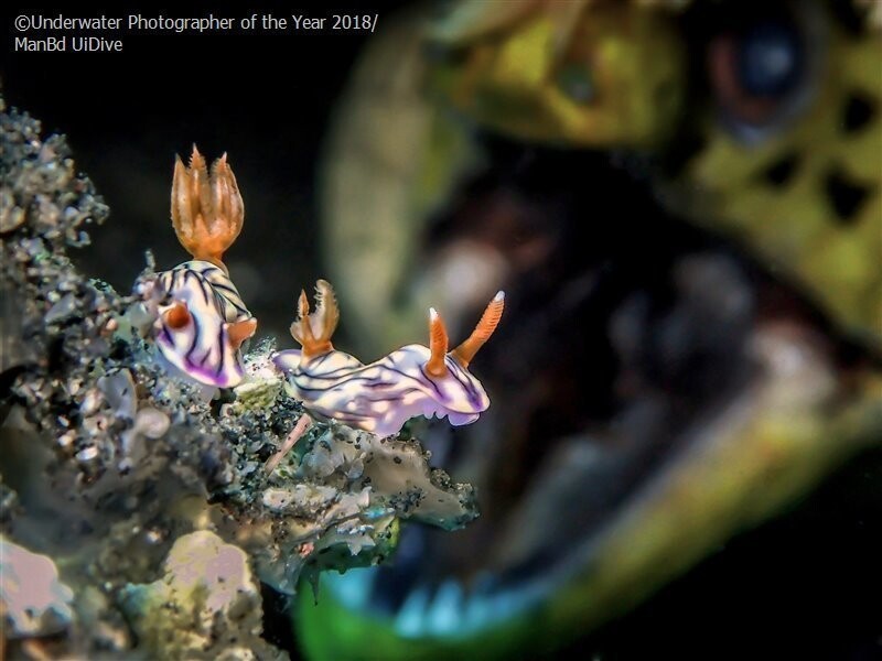 ROAR, Man BD (Малайзия). Победитель в номинации "Самый многообещающий подводный фотограф года"
