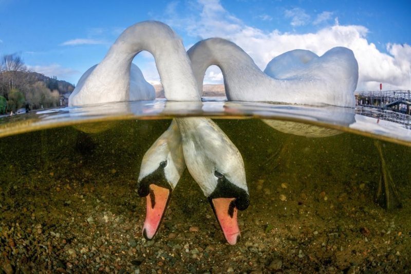 LOVE BIRDS, Грант Томас (Великобритания). Победитель в номинации "Британский подводный фотограф года"