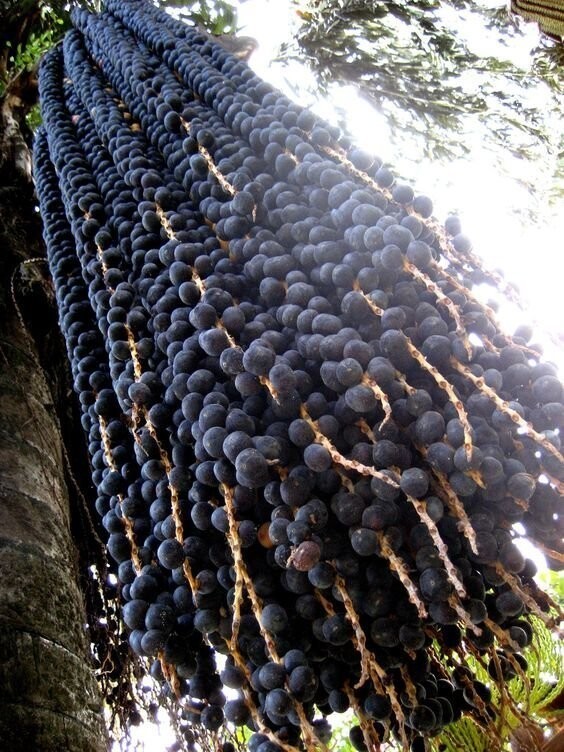 Асаи - ягодки темно-синего и фиолетового цвета, растущие исключительно в Амазонии. Являются национальной гордостью Бразилии