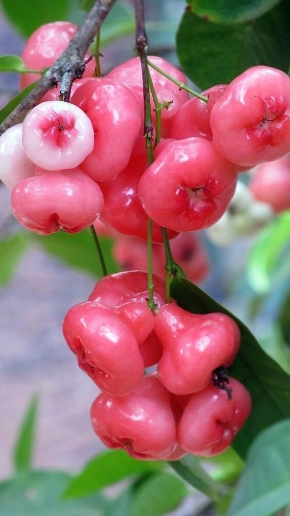 Яванское яблоко (лат. Syzygium samarangense) — вид плодовых деревьев из рода Сизигиум семейства Миртовые.