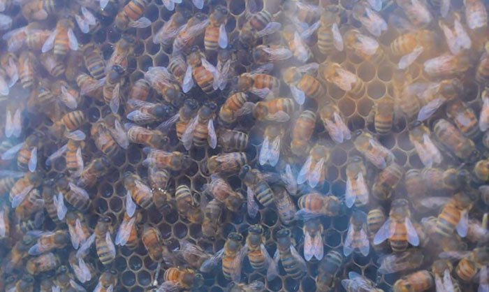 Одна компания придумала, как можно интегрировать пчелиные ульи в ваш домашний интерьер
