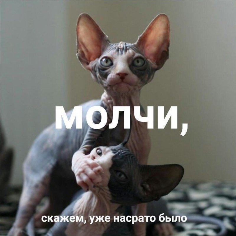 Субботний котопост