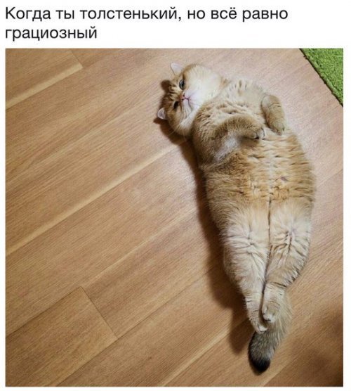 Субботний котопост