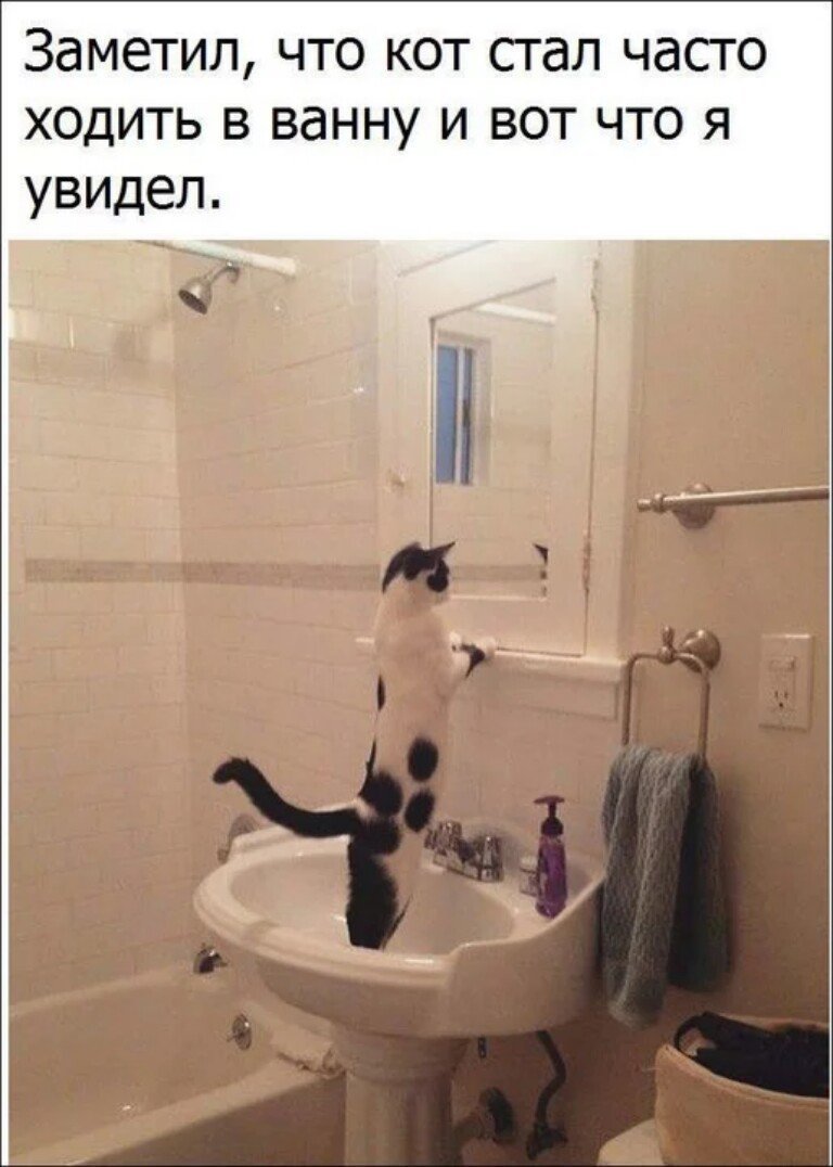 Субботний котопост