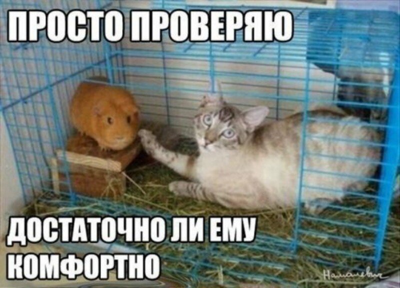 Субботний котопост