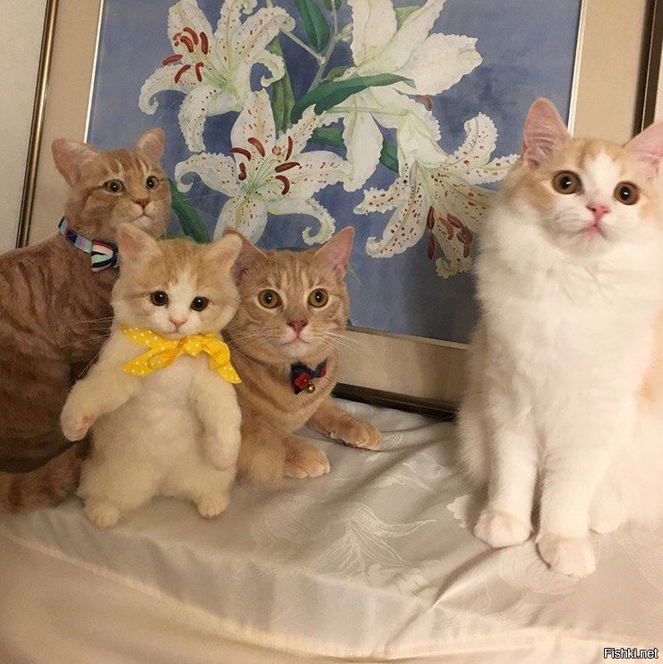 Четыре кошки, две из них - игрушечные
