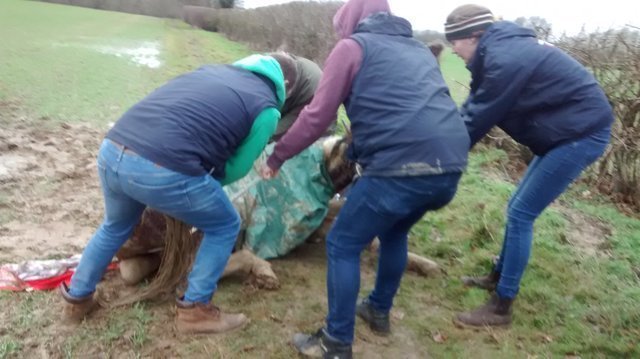 Больного жеребёнка вывезли в поле и оставили погибать