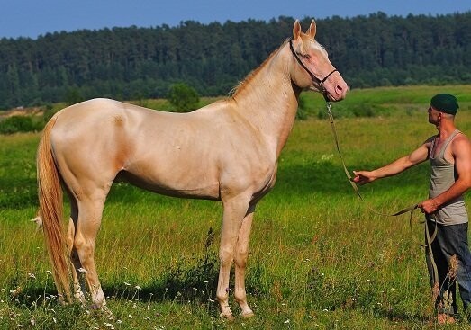 Ахалтекинская лошадь.