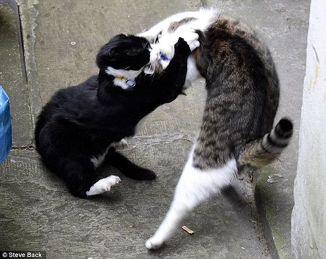 Черный котяра Палмерстон нападает на Ларри не впервые. Вот фотографии еще одной ожесточенной схватки образца 2016 года