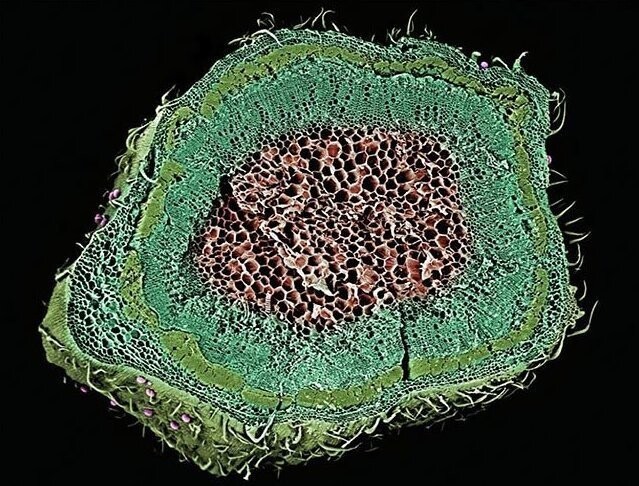 фото клетки конопли