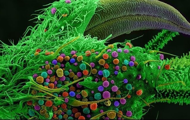Клетка марихуана под микроскопом купить чуйскую коноплю