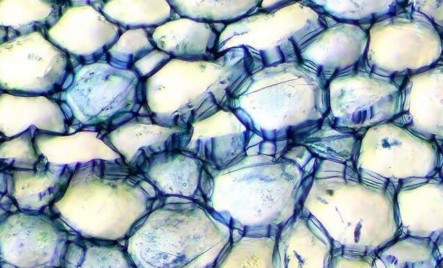 Вот как выглядит марихуана под микроскопом!