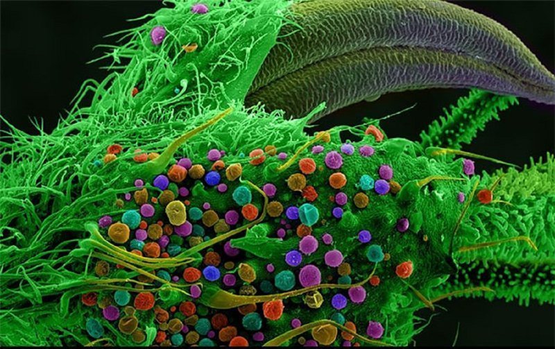 Вот как выглядит марихуана под микроскопом!