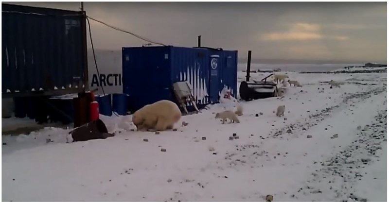 Белый медведь устроил охоту на песцов в поселке 