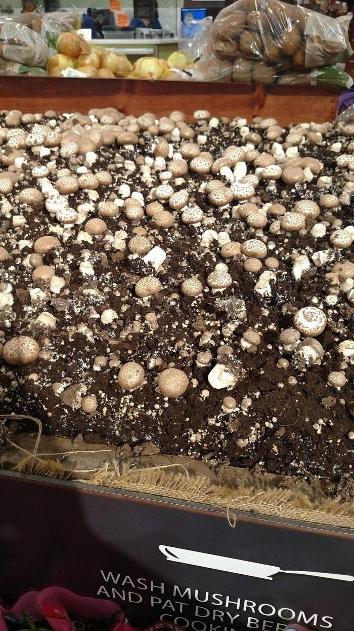 Свежие грибы сразу из грунта. Выбирайте какие нравятся