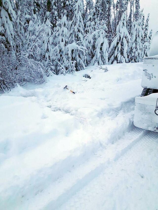 Три ноги торчало из-под снежной глади… Мужчина остановил грузовик и принялся копать!