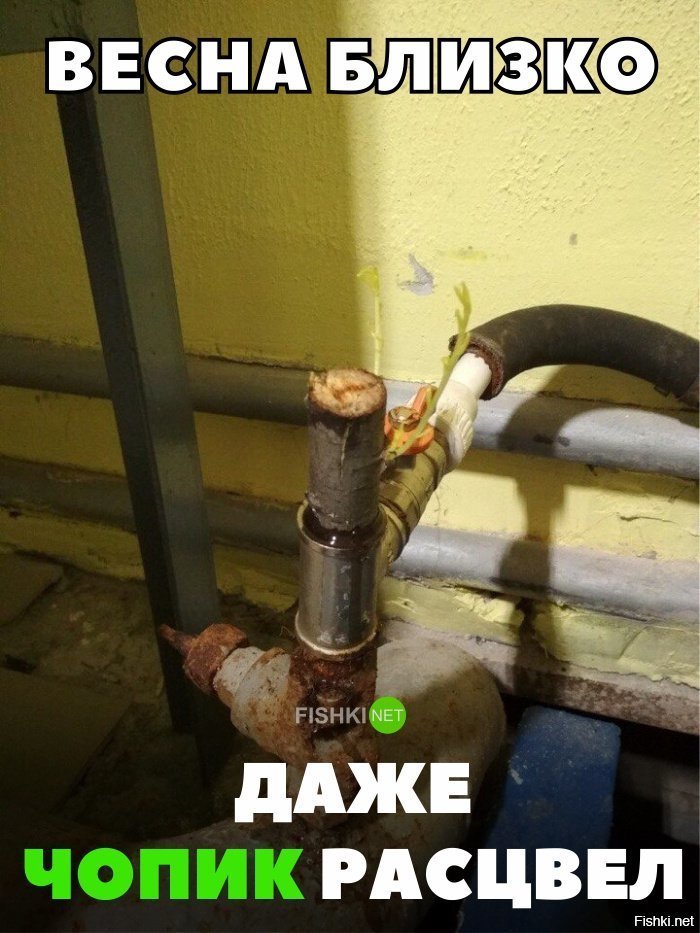 Даже чопик расцвёл