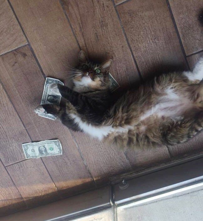 Как обычный кот стал зарабатывать настоящие деньги
