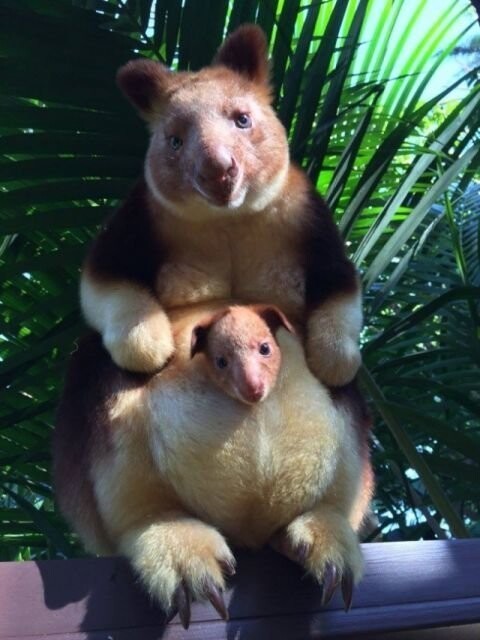 В зоопарке Австралии впервые за 36 лет родился малыш древесного кенгуру