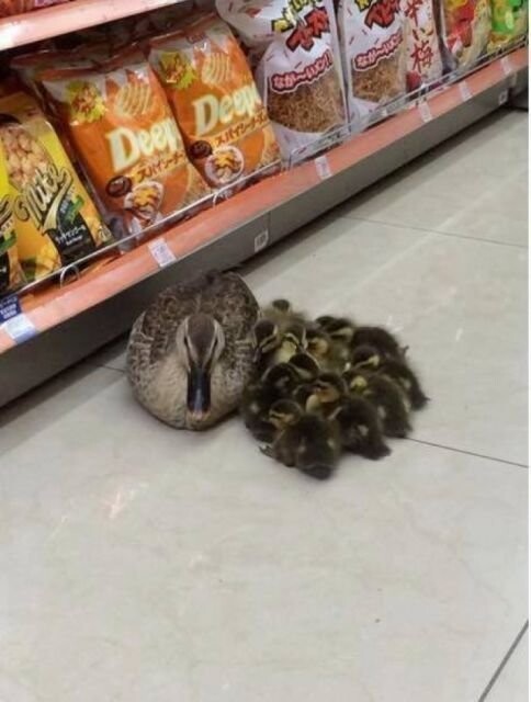 В супермаркет всей семьей