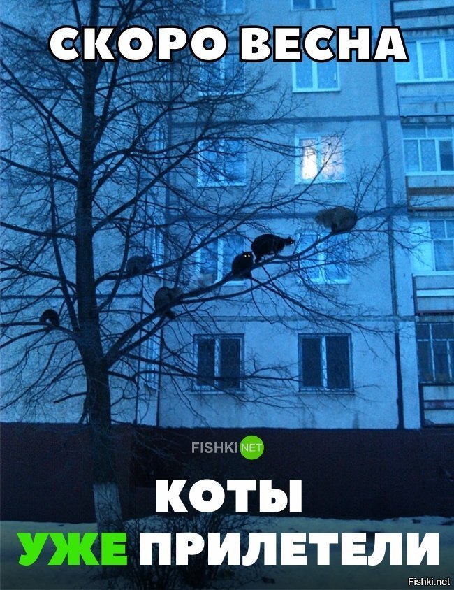 Коты прилетели