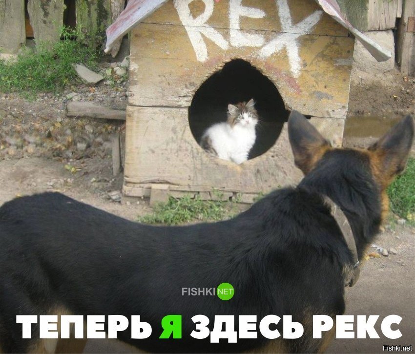 Теперь я здесь REX