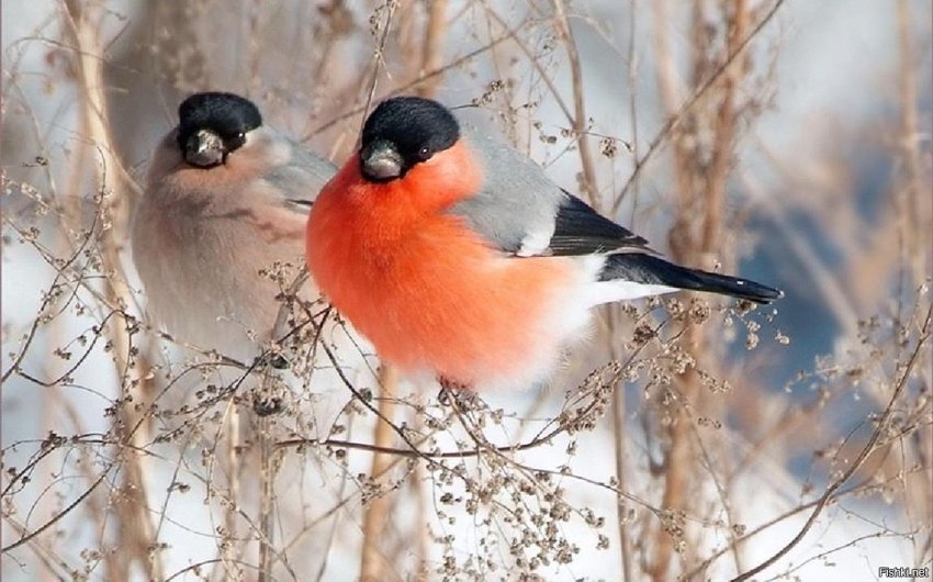 Снегири - милые птички, но самец, конечно, наряднее