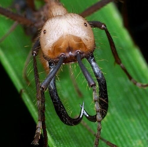 Армейские муравьи — создают  практически любую мыслимую структуру, цепляясь друг за друга и образуя защитные стены от непогоды, мосты для преодоления препятствий, что угодно