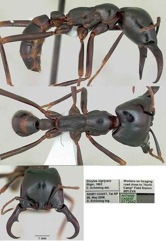 Dorylus nigricans (лат.) — вид средних по размеру кочевых муравьёв рода Dorylus из подсемейства Dorylinae, внутри семейства Formicidae