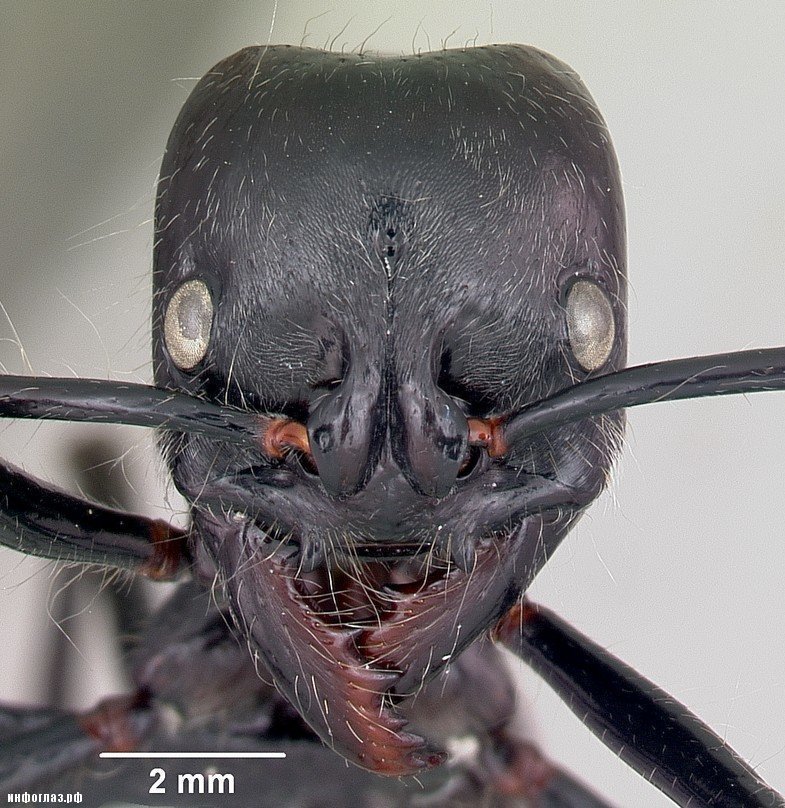 Не опасные, но большие. Самыми большими муравьями в мире, проживающими в Африке, являются представители рода Formicidae, подсемейства Ponerinae — Dinoponera Roger