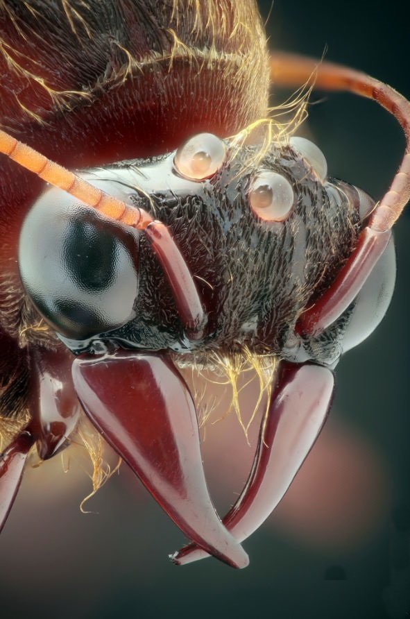 Мелкие монстры - самые опасные муравьи в мире