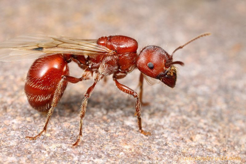 Красный американский муравей-жнец, или Бородатый муравей-жнец — жалящий вид муравьёв трибы Myrmicini из подсемейства Myrmicinae, имеющий один из самых сильных ядов среди всех насекомых