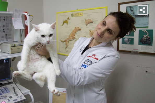 Эрмитажный кот Ахилл перед ЧМ-2018 сел на диету