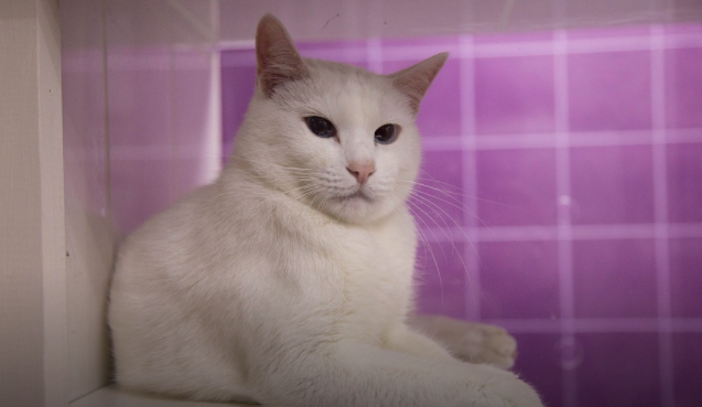 Эрмитажный кот Ахилл перед ЧМ-2018 сел на диету