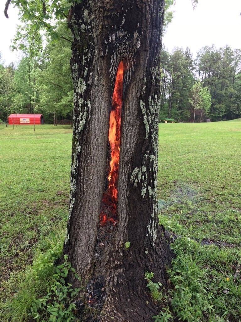 После удара шаровой молнией дерево горит изнутри