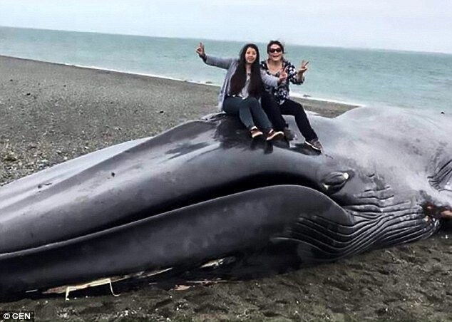 Спустя некоторое время в сети появились фотографии, на которых люди карабкаются по телу мертвого кита и топчутся по его спине, на которой видны следы ног.