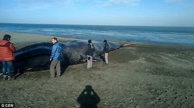 После того, как синего кита выбросило на пляж в Чили, его тело затоптали любители "эффектных" фотографий, а также разрисовали