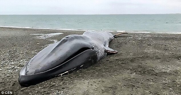 На пляже в Чили поиздевались над бездыханным телом синего кита