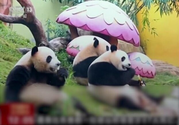 Панды-тройняшки встретили китайский новый год