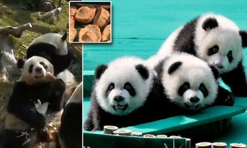 Панды-тройняшки встретили китайский новый год