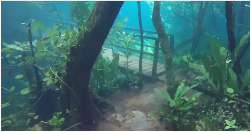 Туристическая тропа в Бразилии превратилась в потрясающий подводный мир