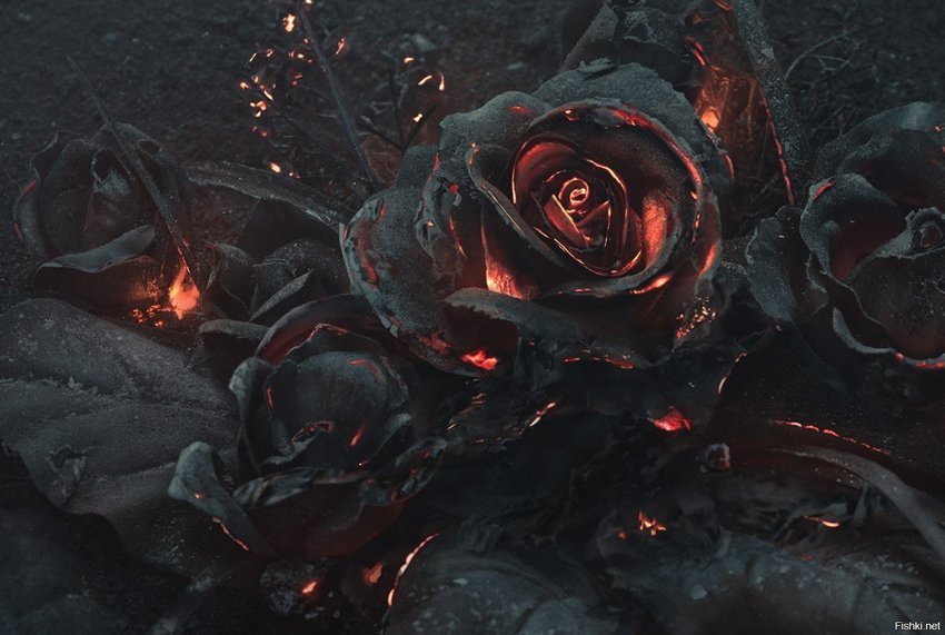 Мрачная красота: проект "Пепел" - букет горящих роз от Ars Thanea, ...