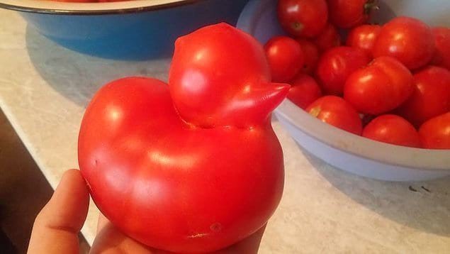 5. Самый милый томат в мире.